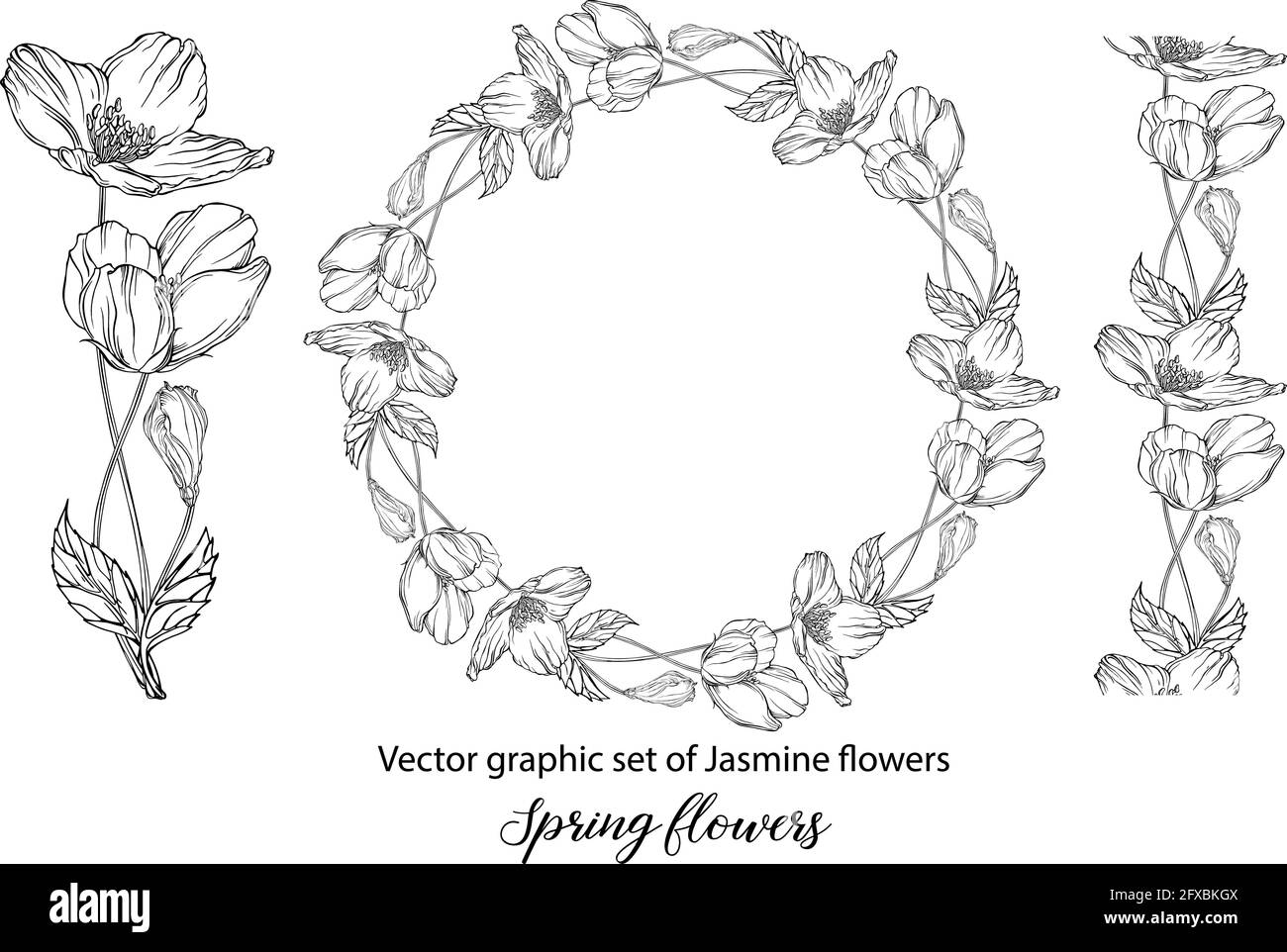Jasmin Blume Schwarzweiss Stockfotos Und Bilder Alamy