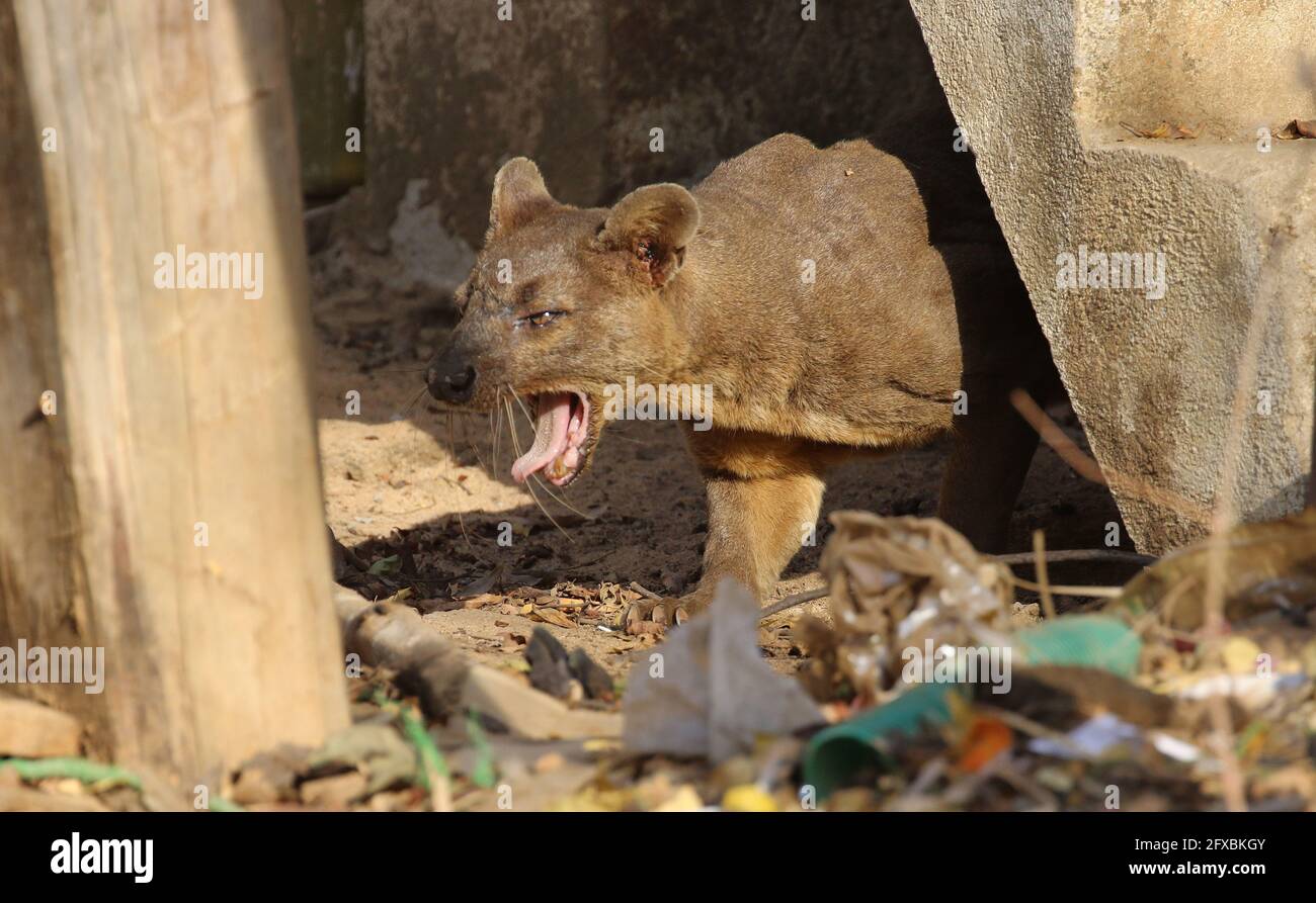 Wilde Fossa im Kirindy Forest, Westmadagassar Stockfoto