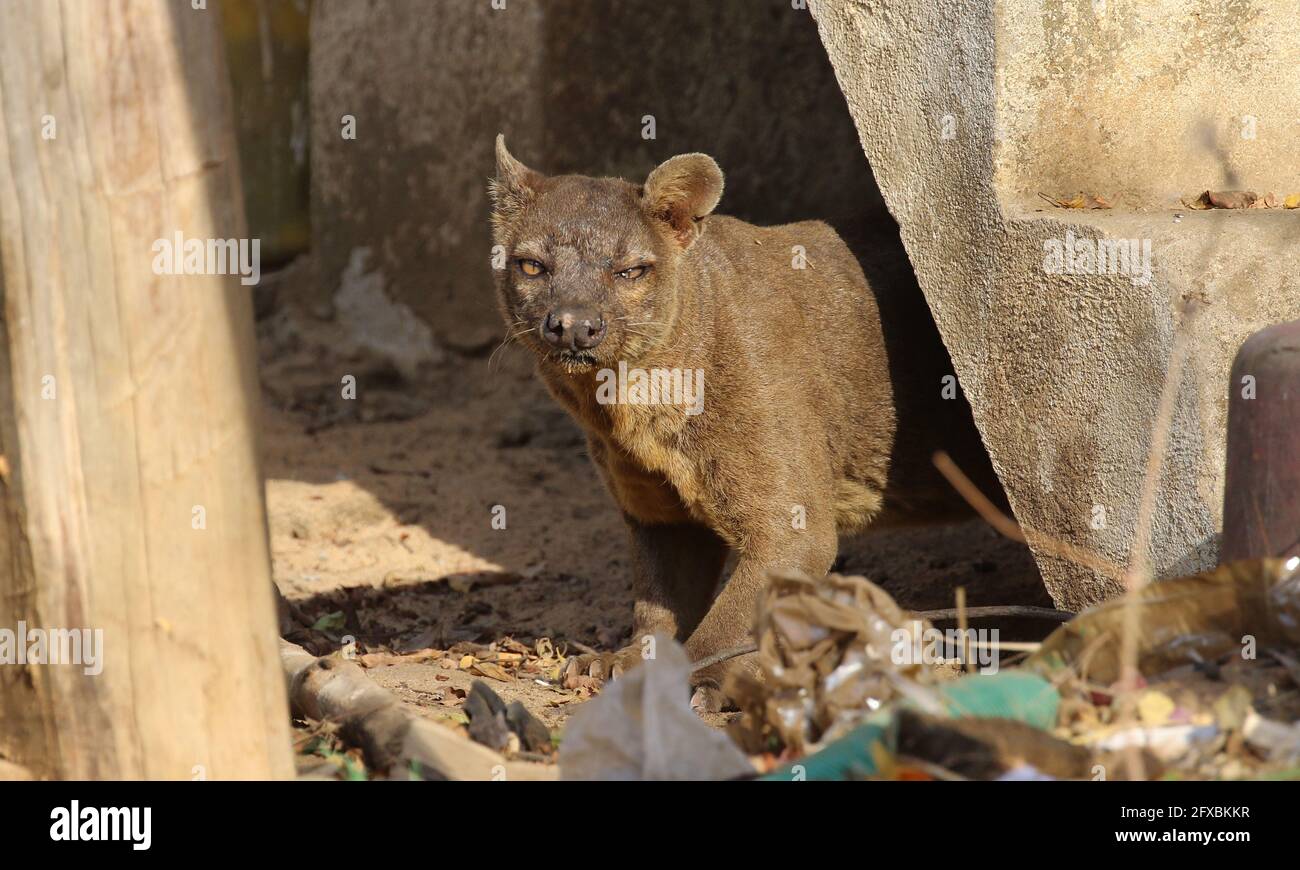 Wilde Fossa im Kirindy Forest, Westmadagassar Stockfoto