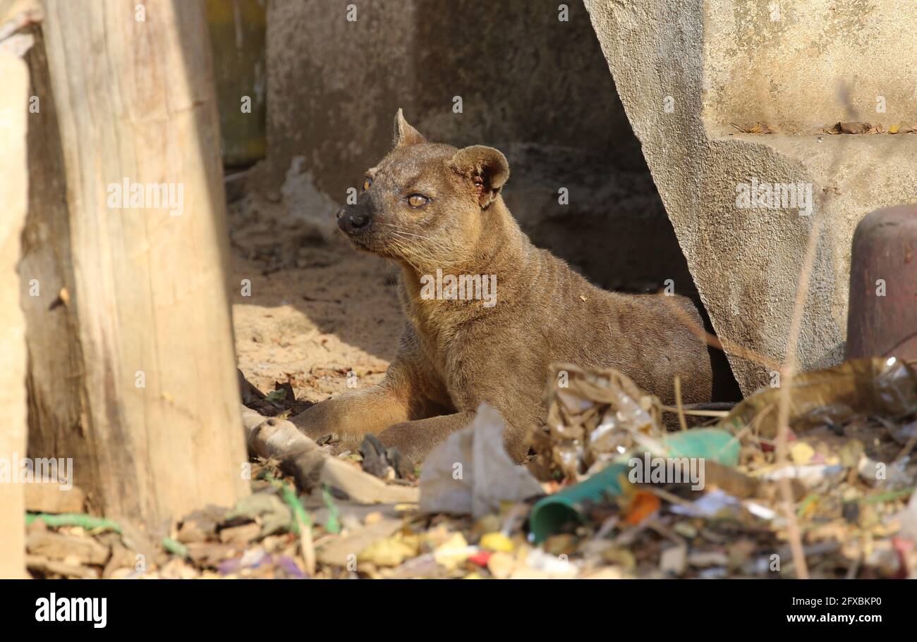 Wilde Fossa im Kirindy Forest, Westmadagassar Stockfoto