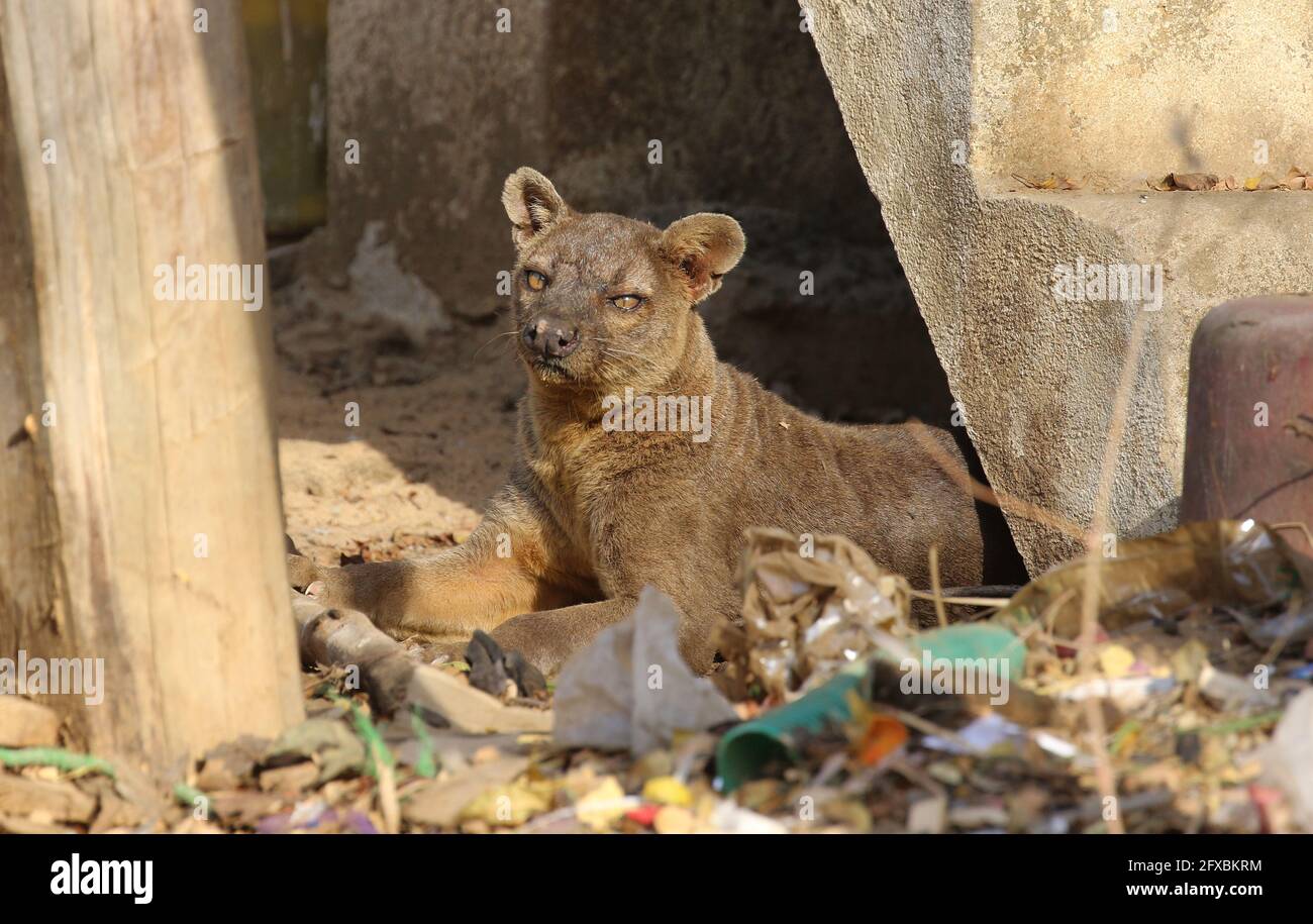 Wilde Fossa im Kirindy Forest, Westmadagassar Stockfoto