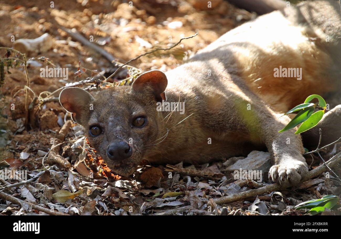 Wilde Fossa im Kirindy Forest, Westmadagassar Stockfoto