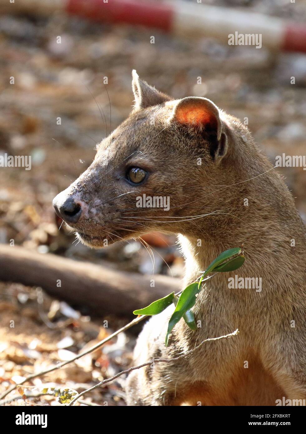 Wilde Fossa im Kirindy Forest, Westmadagassar Stockfoto