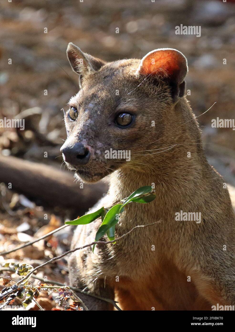 Wilde Fossa im Kirindy Forest, Westmadagassar Stockfoto