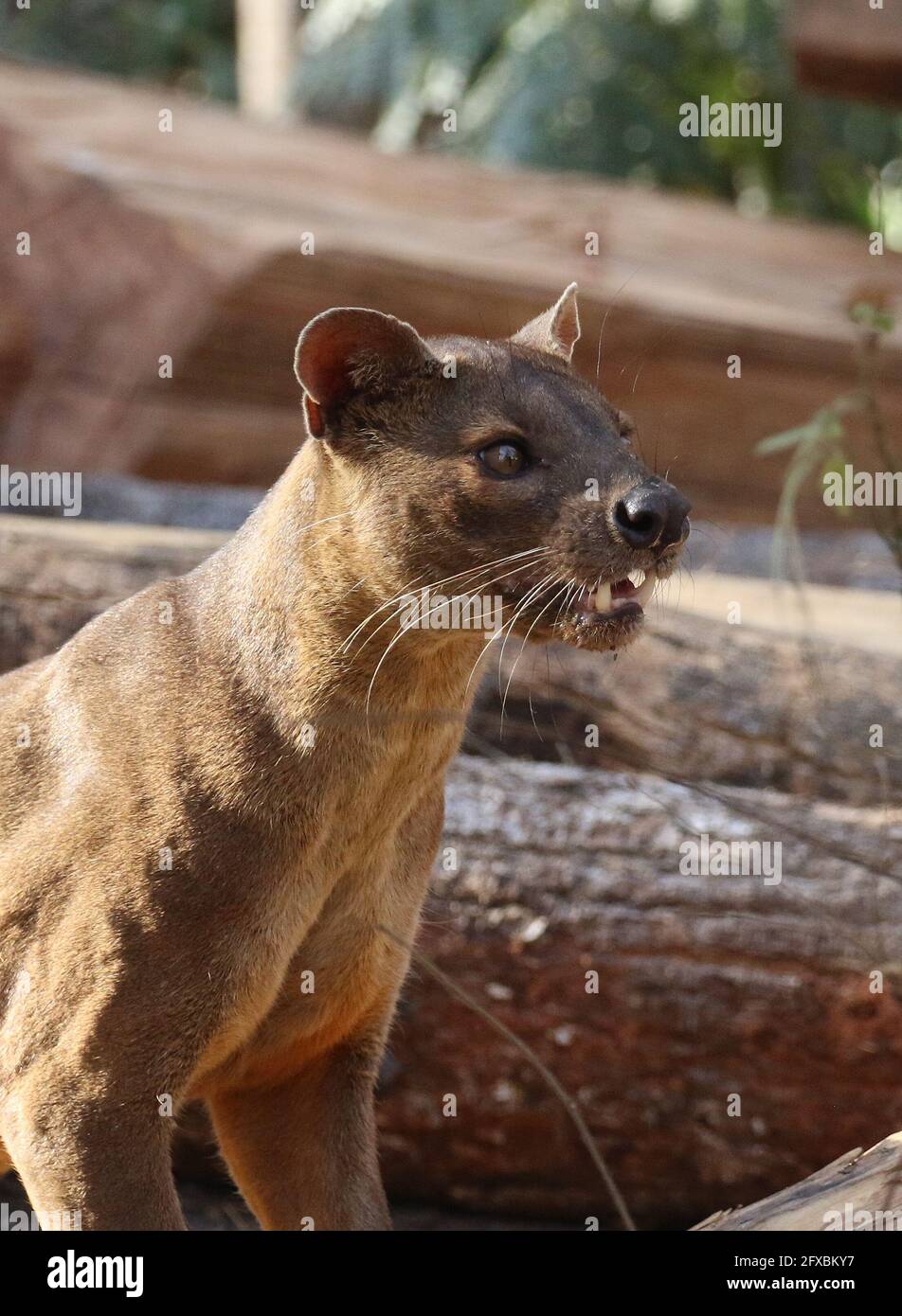 Wilde Fossa im Kirindy Forest, Westmadagassar Stockfoto