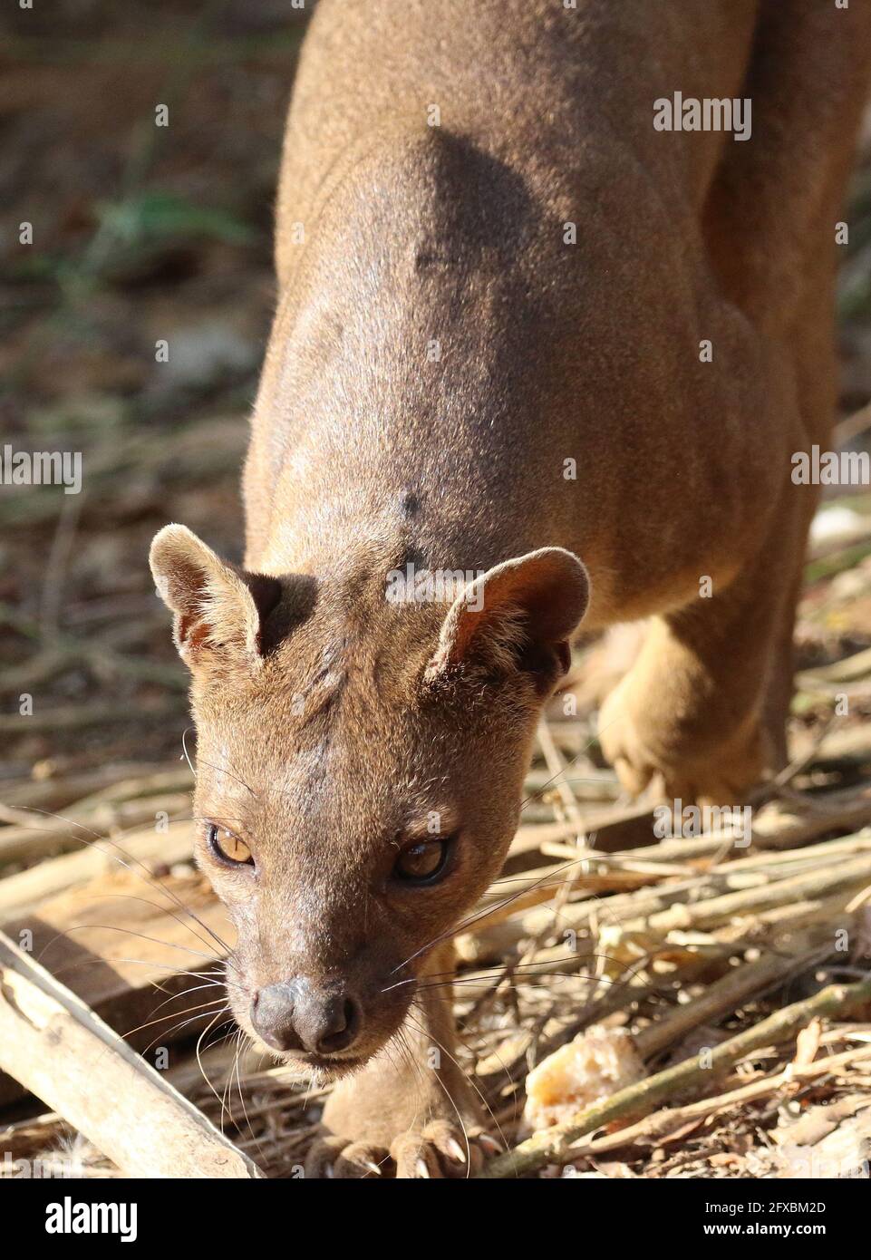 Wilde Fossa im Kirindy Forest, Westmadagassar Stockfoto