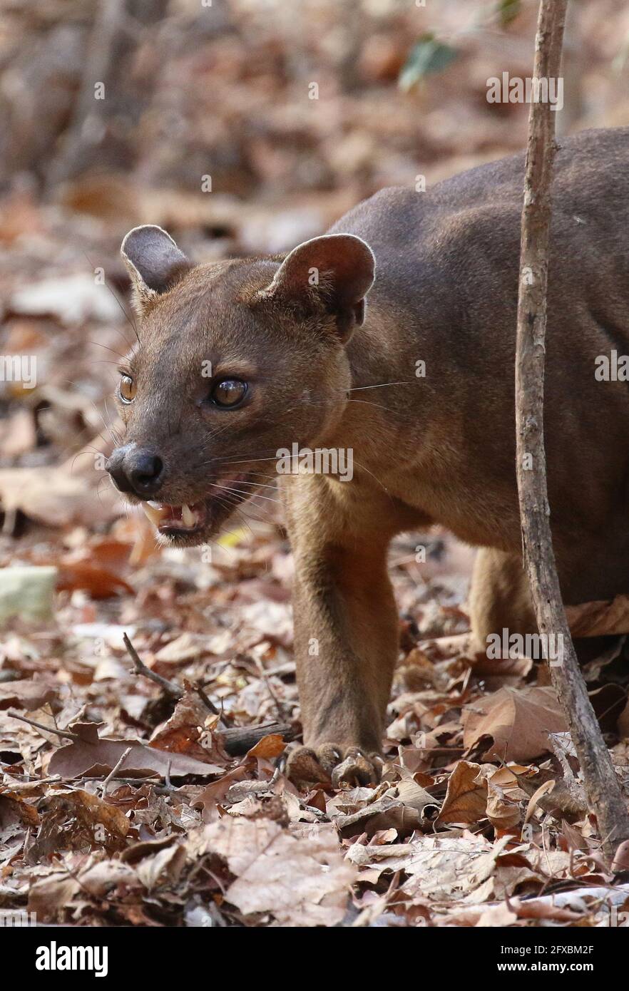 Wilde Fossa im Kirindy Forest, Westmadagassar Stockfoto