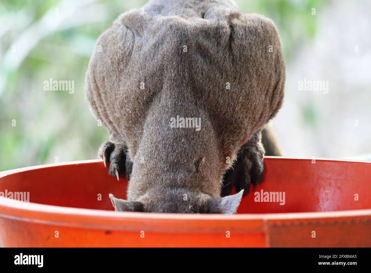 Wilde Fossa im Kirindy Forest, Westmadagassar Stockfoto