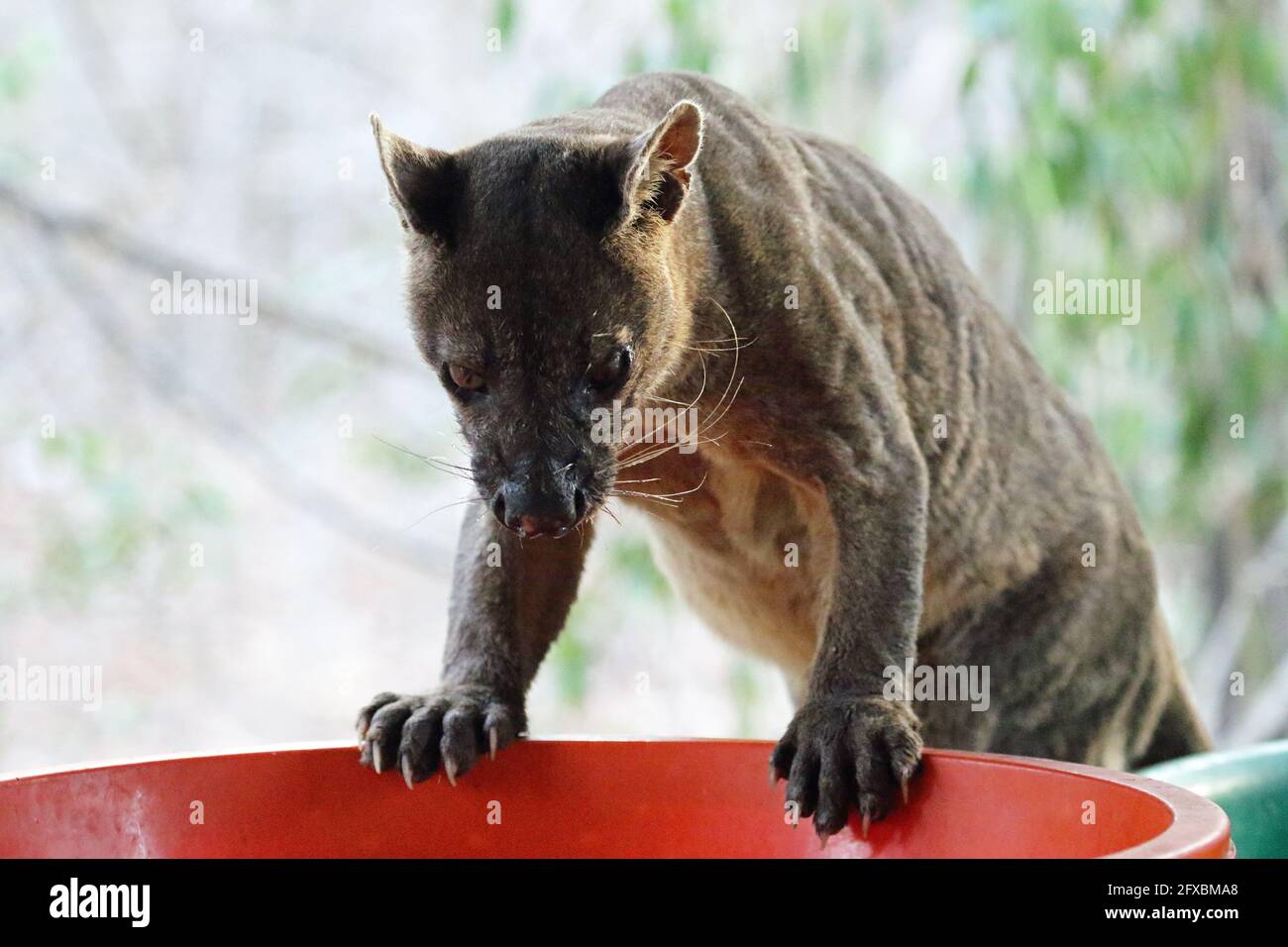 Wilde Fossa im Kirindy Forest, Westmadagassar Stockfoto