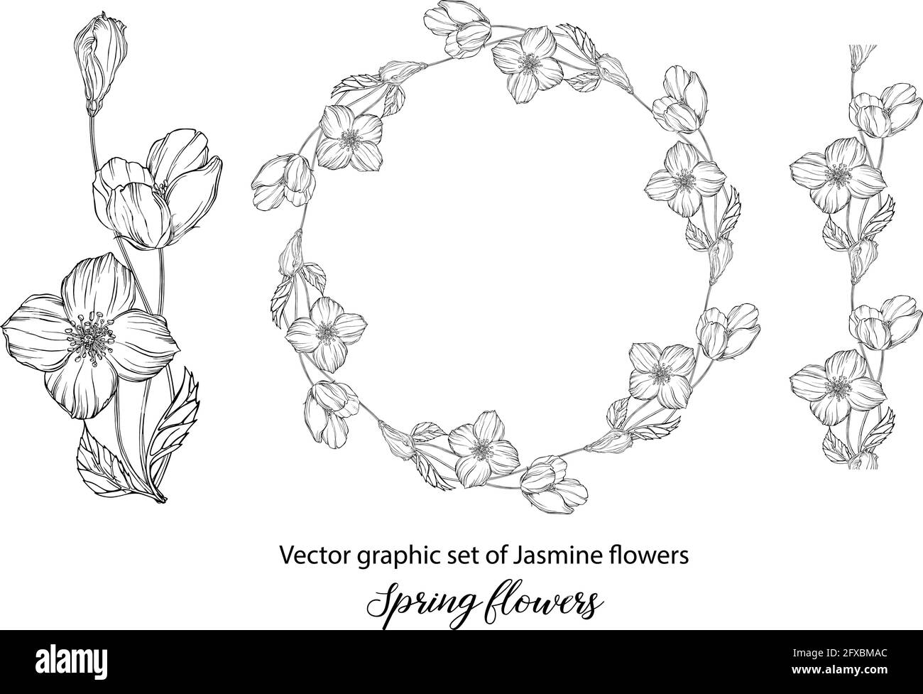 Jasmin Blume Schwarzweiss Stockfotos Und Bilder Alamy