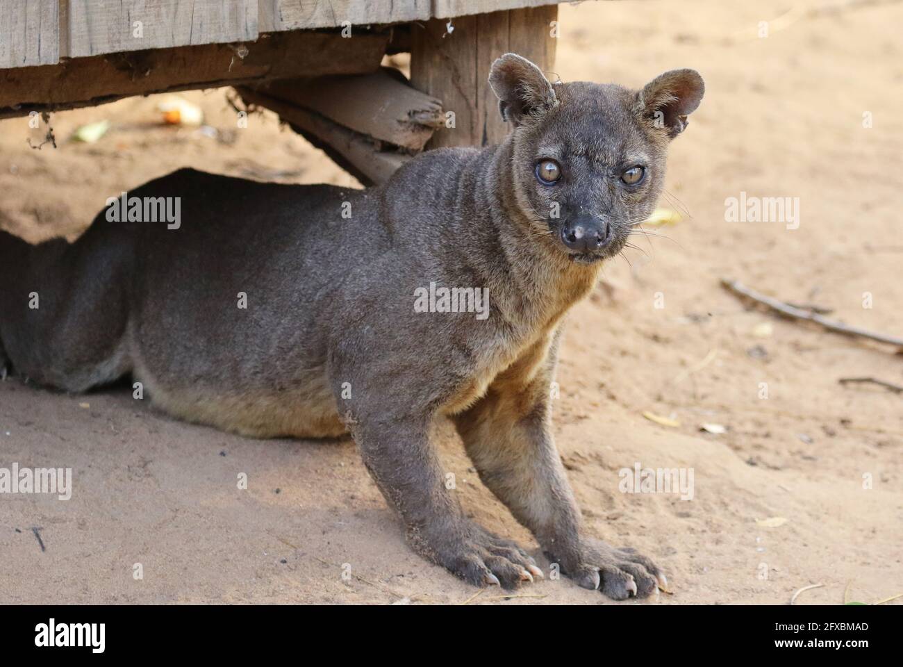 Wilde Fossa im Kirindy Forest, Westmadagassar Stockfoto