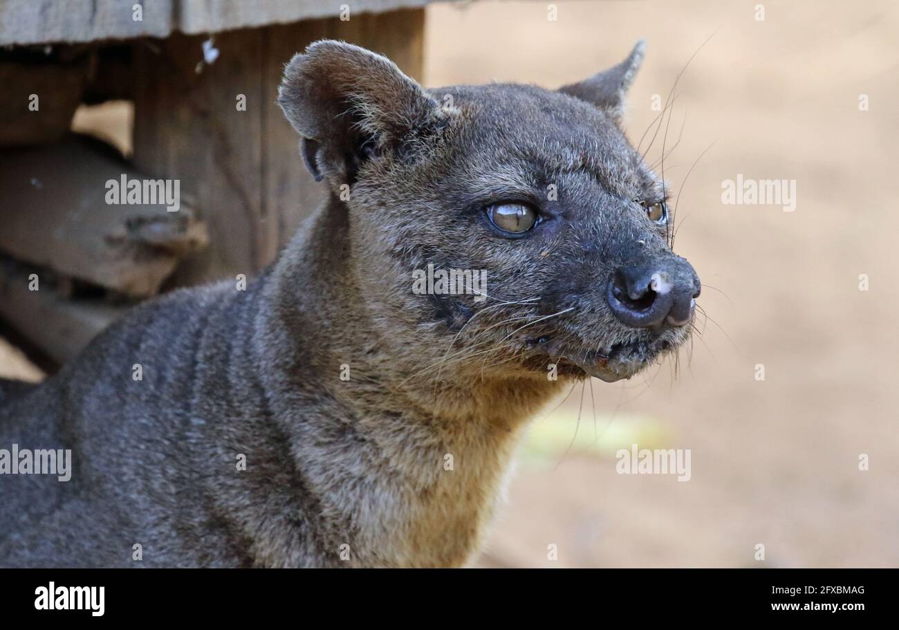 Wilde Fossa im Kirindy Forest, Westmadagassar Stockfoto