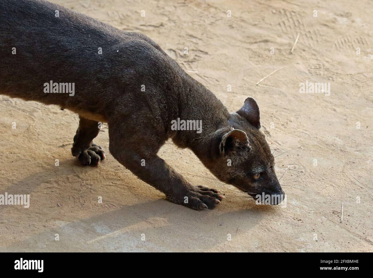 Wilde Fossa im Kirindy Forest, Westmadagassar Stockfoto