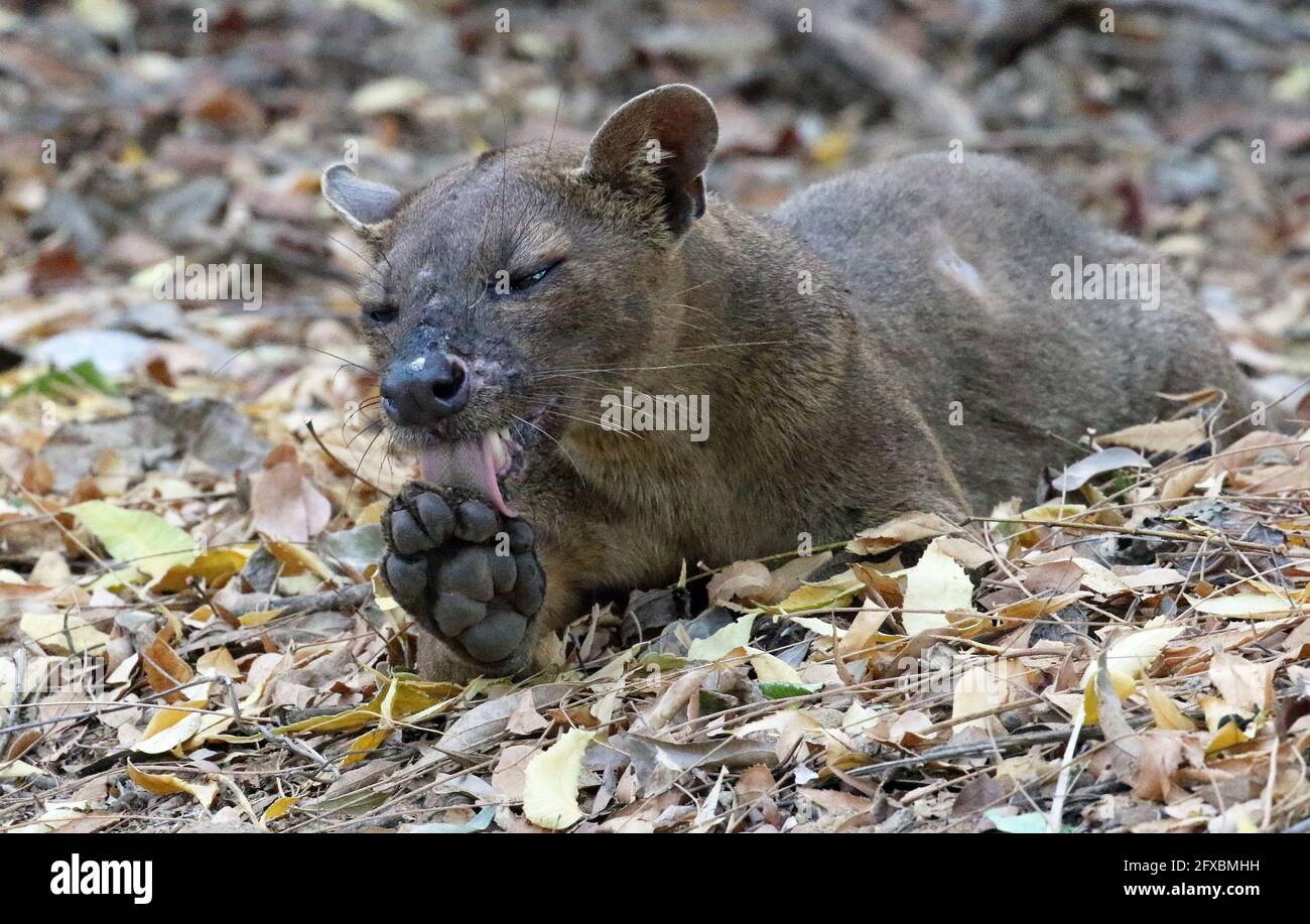 Wilde Fossa im Kirindy Forest, Westmadagassar Stockfoto