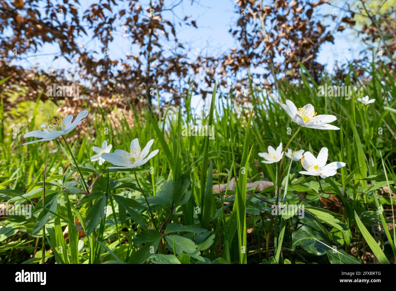 Holzanemonen blühen im Frühling Stockfoto