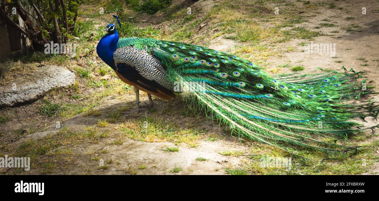 Seitenansicht eines Pfaus mit seinen Flügeln Volle Balz des Pfauenweibchens Stockfoto