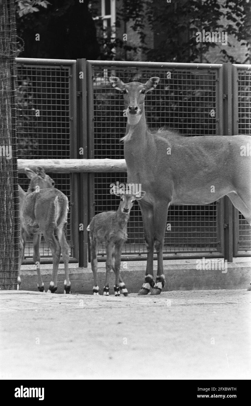Jungtiere in Artis, Nil-Gau Antilope geboren im August, 17. September 1973, TIERE, Niederlande, 20. Jahrhundert Presseagentur Foto, Nachrichten zu erinnern, Dokumentarfilm, historische Fotografie 1945-1990, visuelle Geschichten, Menschliche Geschichte des zwanzigsten Jahrhunderts, Momente in der Zeit festzuhalten Stockfoto