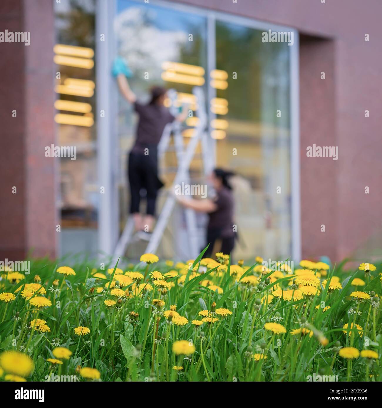 Verschwommenes Bild von Mädchen, die Schaufenster waschen, Frühling, heller Dandelionen im Vordergrund. Abstrakter Hintergrund Stockfoto