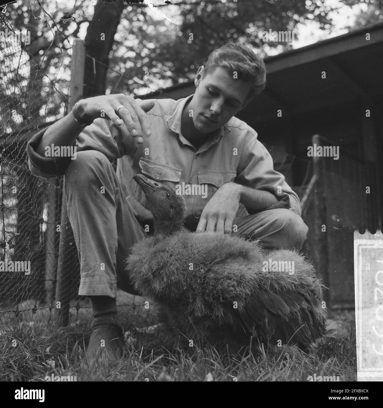 Jungvögel, die vom Sitzer gefüttert werden, vermutlich Geier, 8. Oktober 1965, Zoos, Tierpflege, Geier, Jungtiere, Niederlande, Presseagentur des 20. Jahrhunderts, Foto, Nachrichten zu erinnern, Dokumentarfilm, historische Fotografie 1945-1990, visuelle Geschichten, Menschliche Geschichte des zwanzigsten Jahrhunderts, Momente in der Zeit festzuhalten Stockfoto