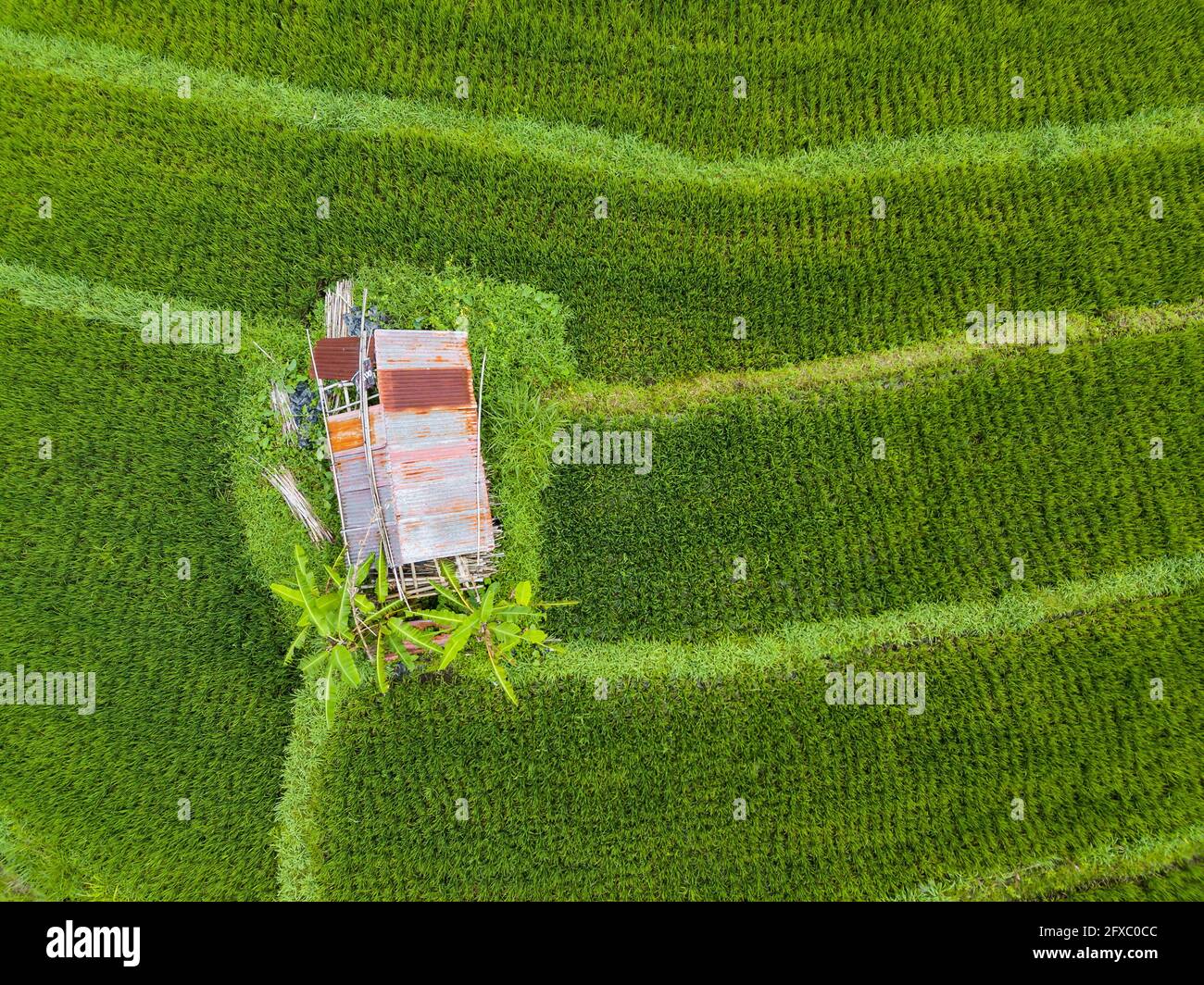 Kleine Hütte in der Mitte von Reisfeldern Luftaufnahme in Bali, Indonesien Stockfoto