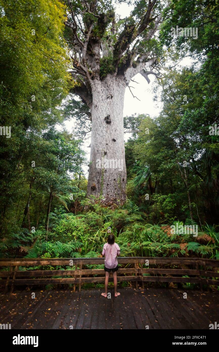 Neuseeland, Nordinsel, Northland, junger Mann, der den Baum von Tane Mahuta Kauri bewundert Stockfoto