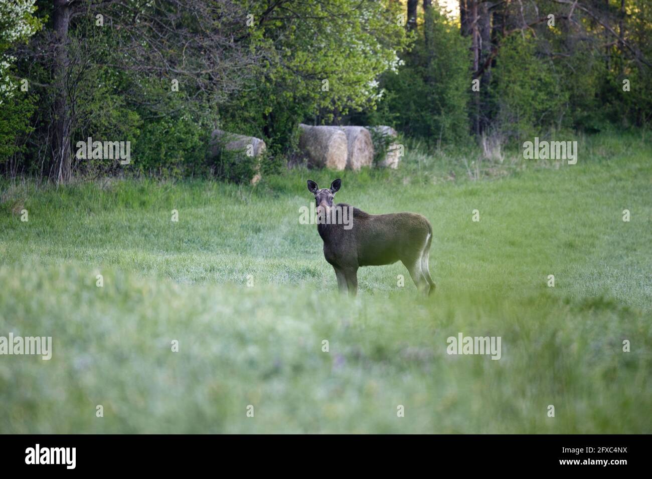 Am frühen Maimorgen steht ein Elchweibchen (Alces alces) auf einer Waldwiese. Horizontale Ansicht Stockfoto