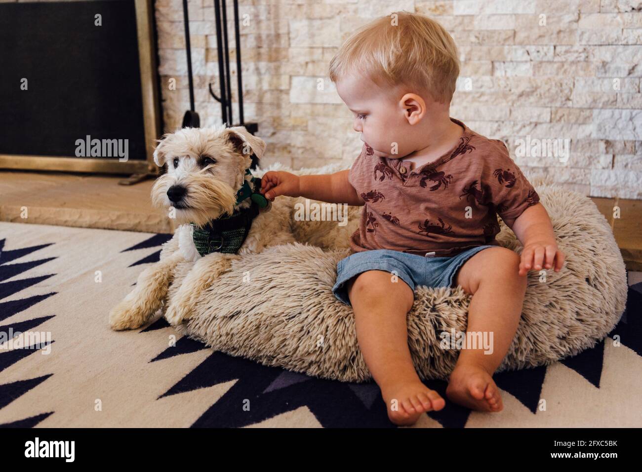 Netter Junge, der mit Hund auf dem Heimtierbett spielt Stockfoto