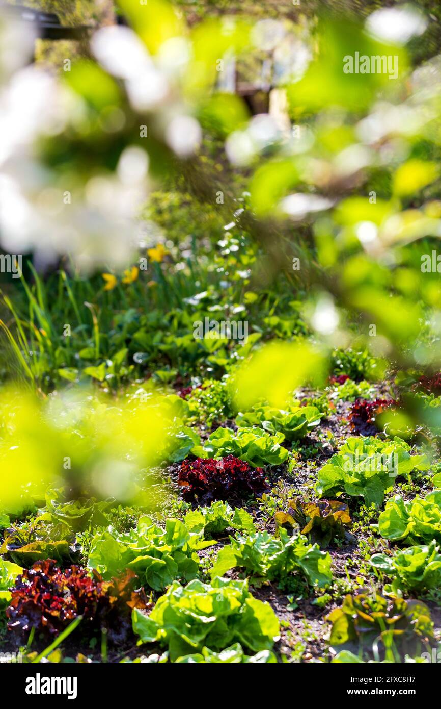 Grüner und roter Salat wächst im Gemüsegarten Stockfoto