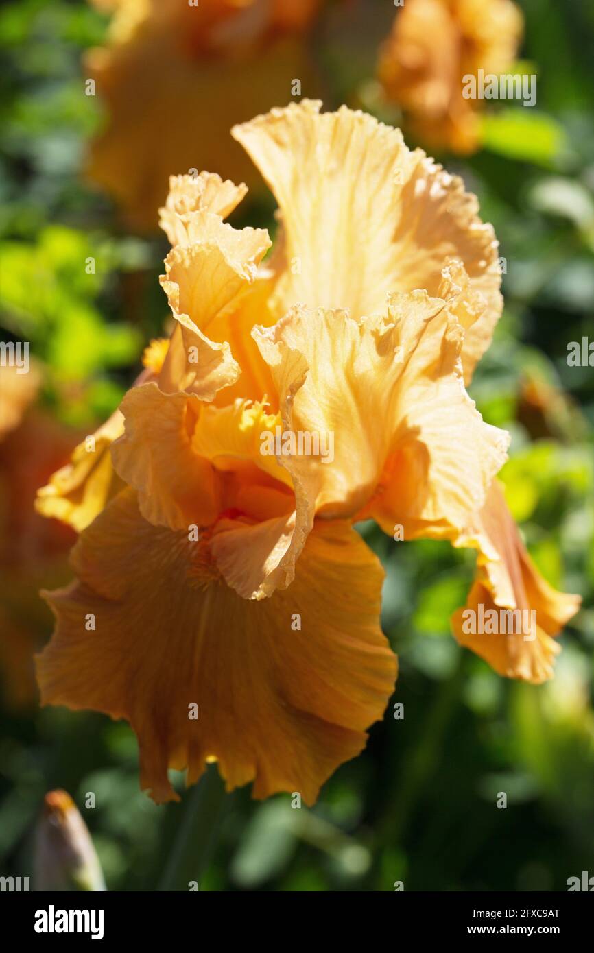 Iris „Tapatio“. Stockfoto