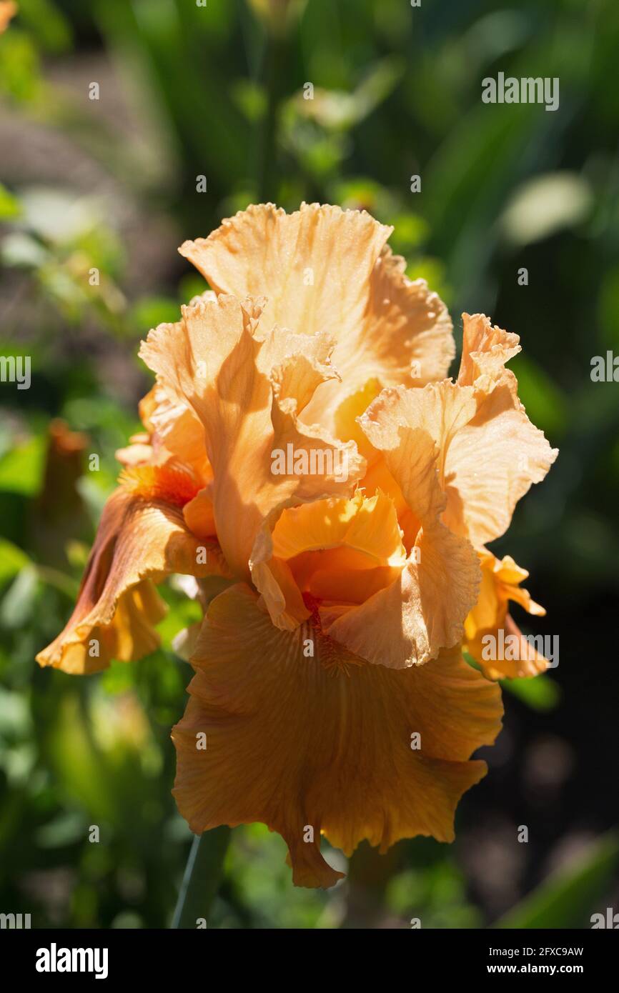 Iris „Tapatio“. Stockfoto