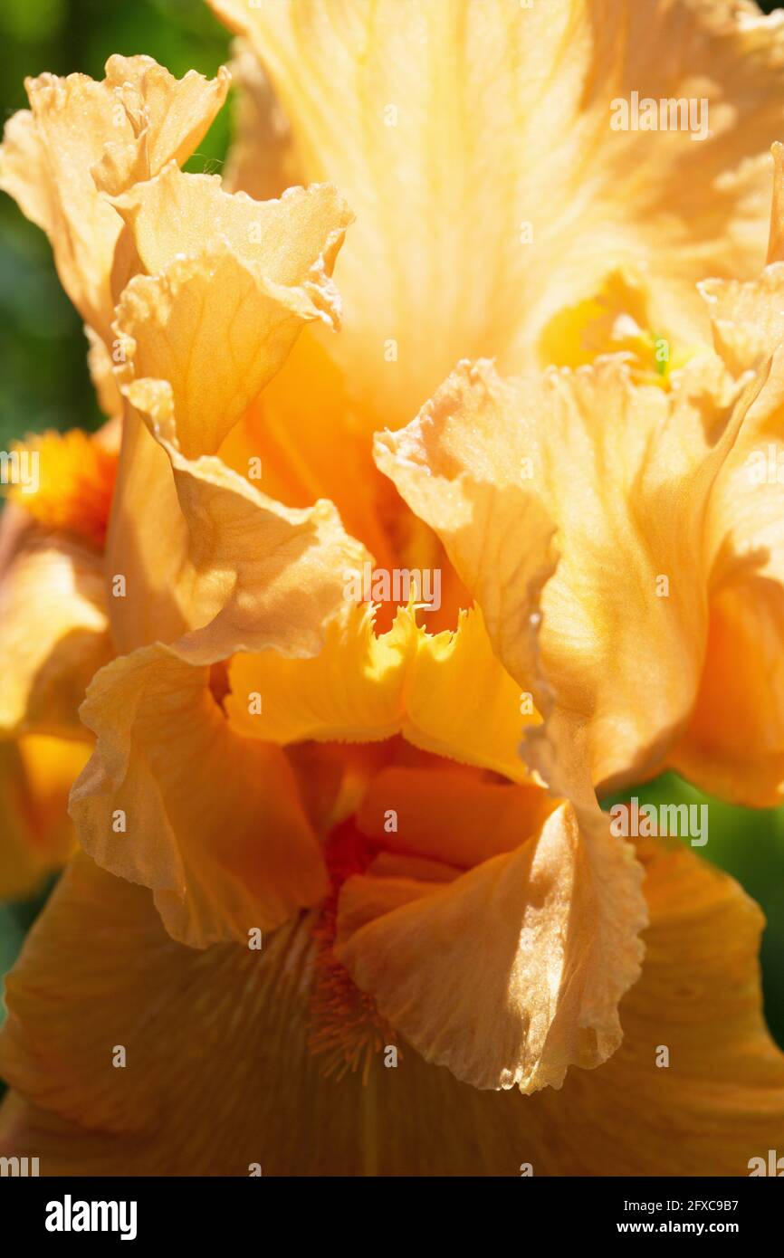 Iris „Tapatio“. Stockfoto