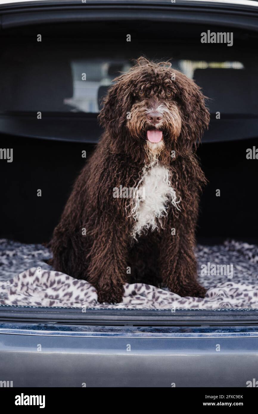 Niedlicher spanischer Wasserhund im Kofferraum Stockfoto