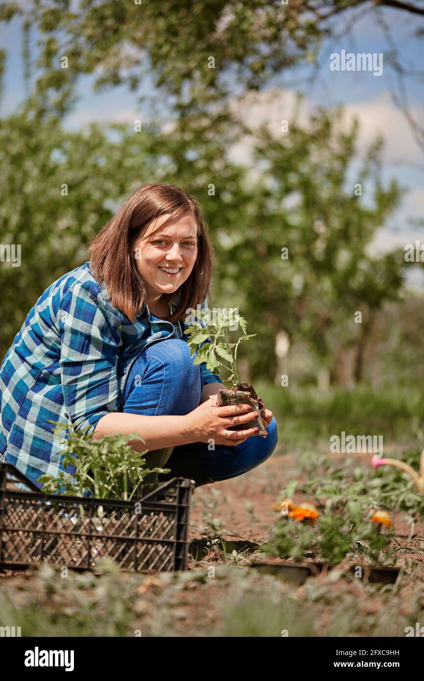 Lächelnde Frau hält Tomatensämling, während sie im Hinterhof hocken Stockfoto