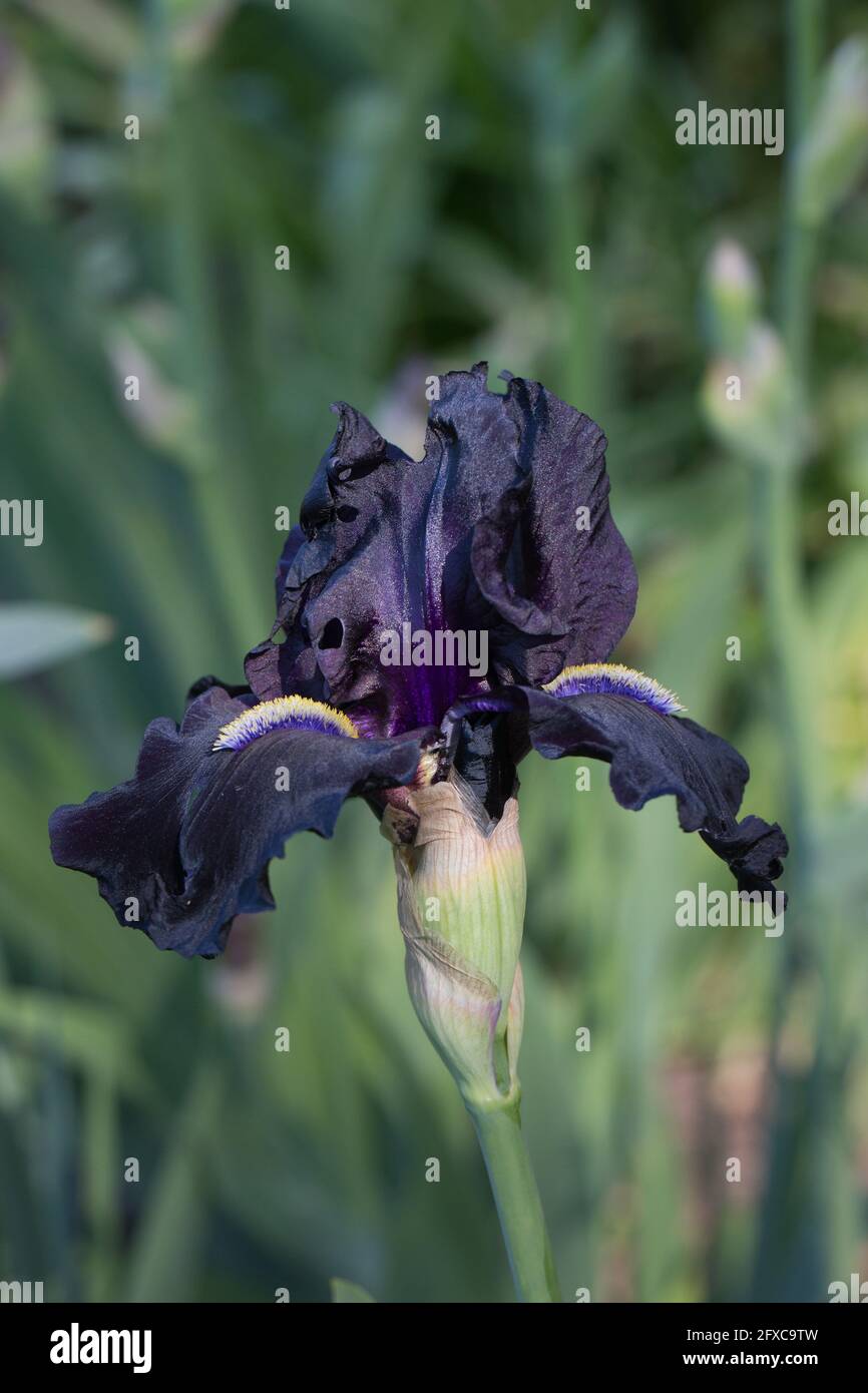 Iris „Hier kommt die Nacht“. Stockfoto