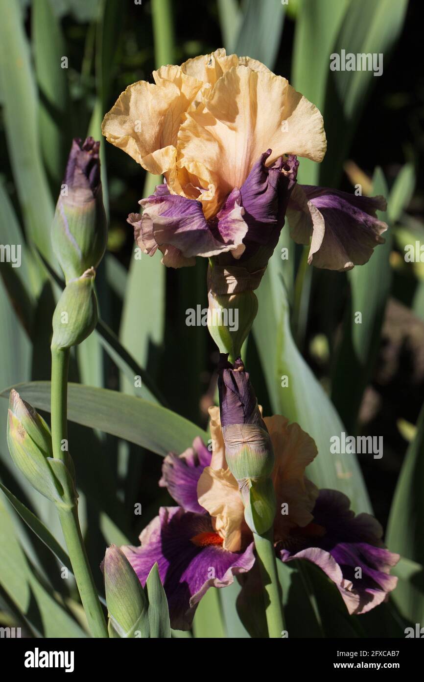 Iris „Smith Rock“. Stockfoto