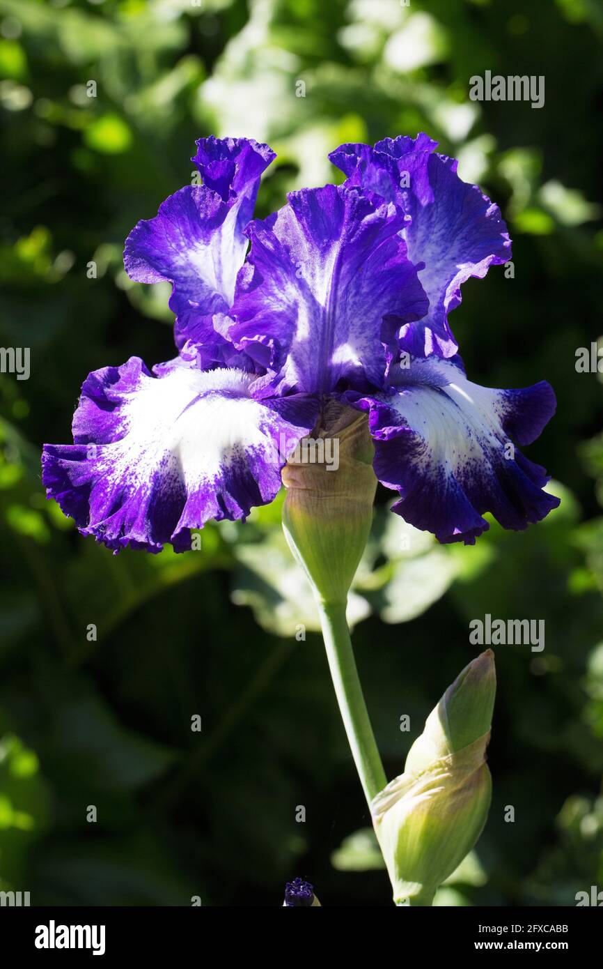 Iris „Verrate Mich“. Stockfoto