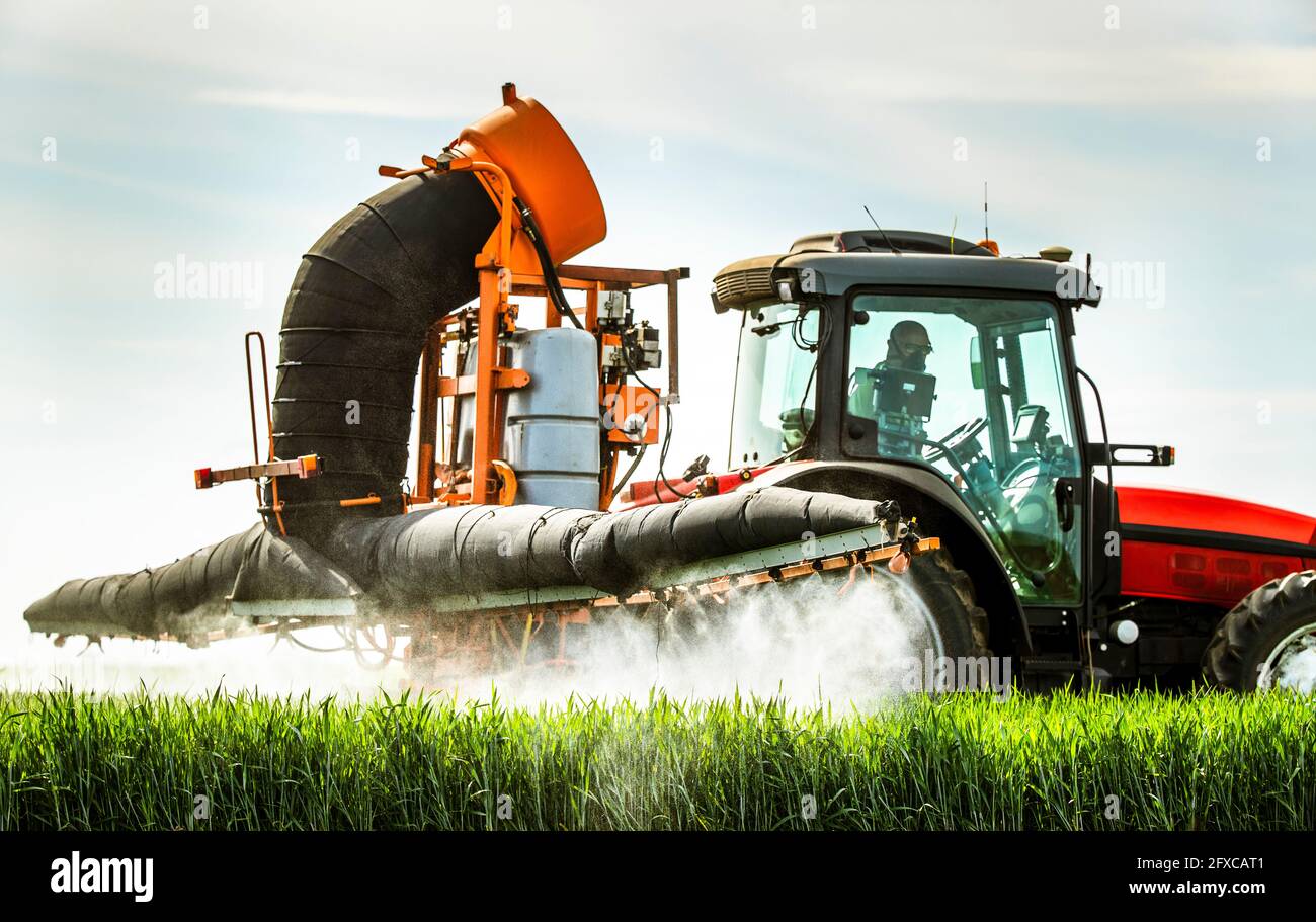 Landwirt sprüht Herbizid auf Weizenernte, während er im Traktor sitzt Stockfoto