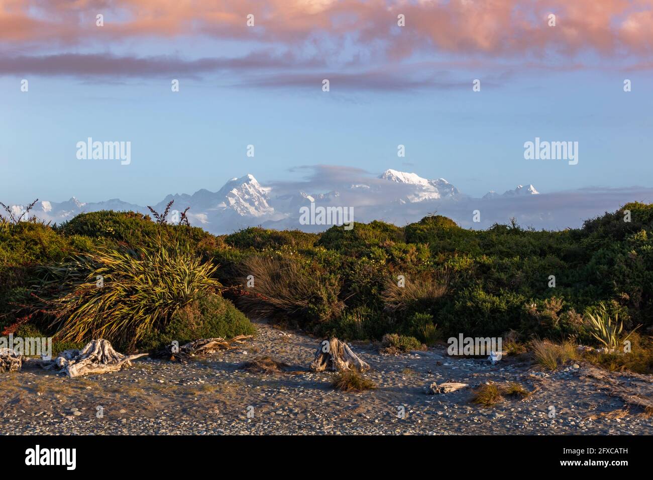 Neuseeland, Südinsel, Fox Glacier, Küstenvegetation mit schneebedeckten Bergen im Hintergrund Stockfoto