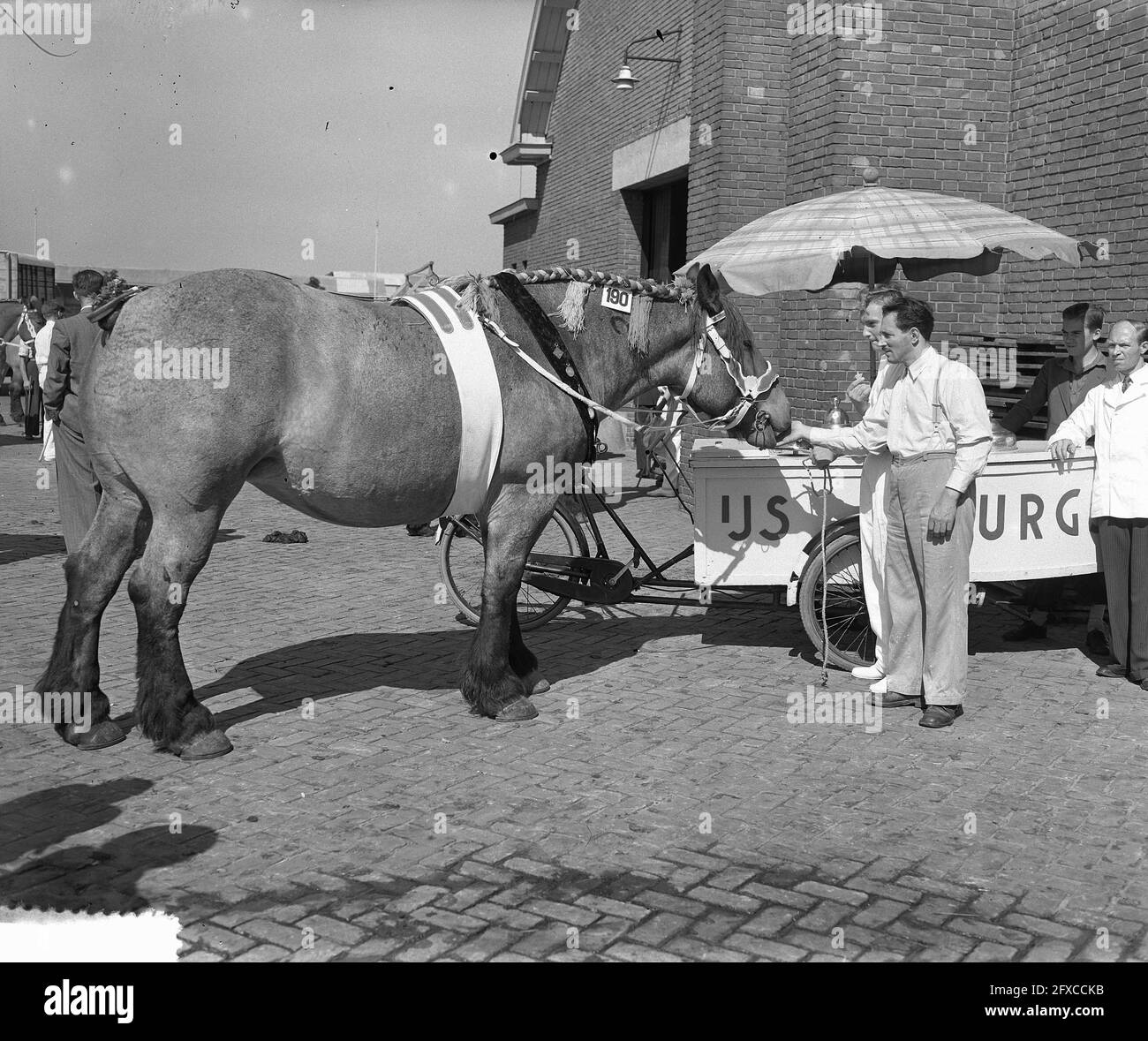 National Draft Horse Exhibition, Veehallen Den Bosch, 1. September 1953, Veehallen, Niederlande, Presseagentur des 20. Jahrhunderts, Foto, Nachrichten zum erinnern, Dokumentarfilm, historische Fotografie 1945-1990, visuelle Geschichten, Menschliche Geschichte des zwanzigsten Jahrhunderts, Momente in der Zeit festzuhalten Stockfoto