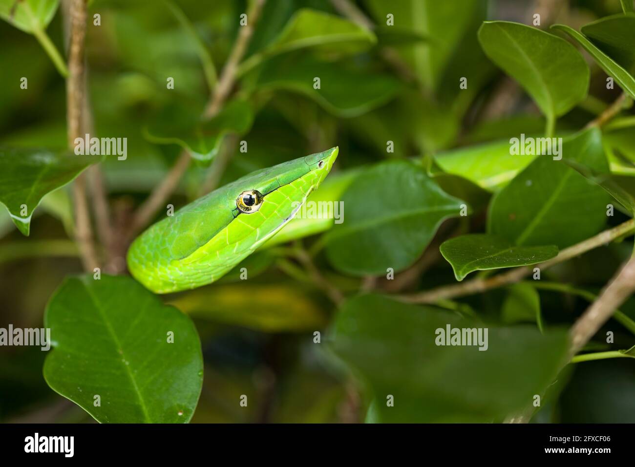 Die grüne Weinschlange, Oxybelis fulgidus, ist von Mexiko bis Südamerika endemisch. Stockfoto