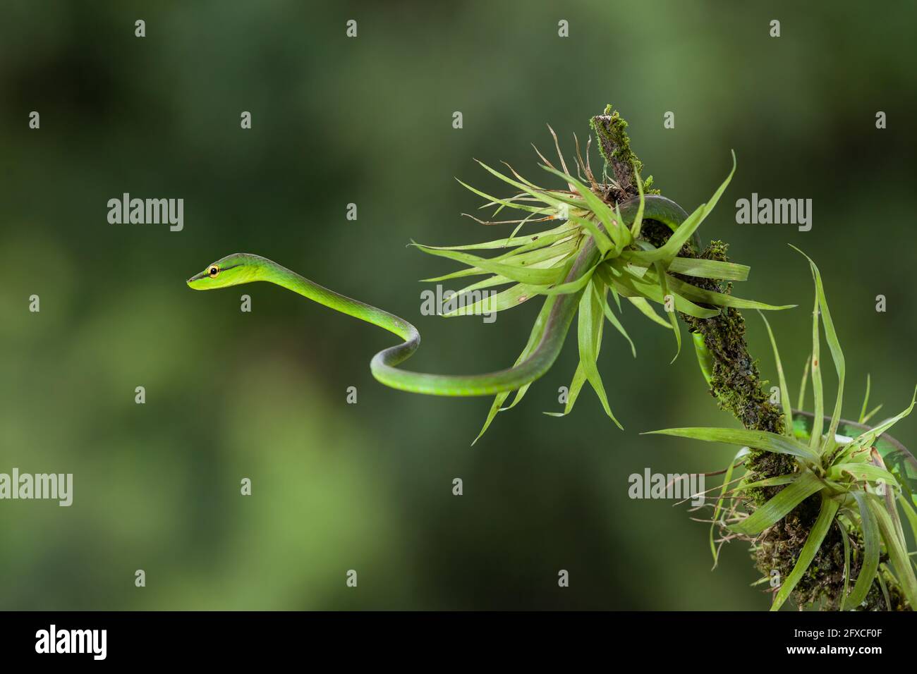 Die kurznasige Weinschlange - Oxybelis brevirostris, ist eine Arborealschlange, die vor allem auf Baumfrösche und Eidechsen presst. Stockfoto