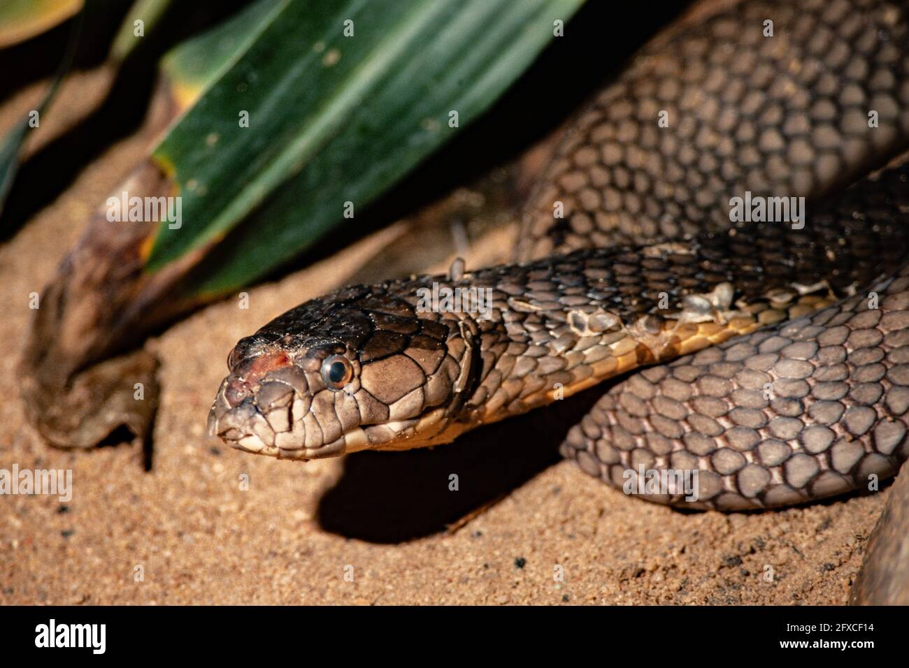 Der rothaarige Krait, Bungarus flaviceps, im Zoo von Singapur. Dieser Krait ist ophiophagisch, was bedeutet, dass er andere Schlangen frisst. Stockfoto