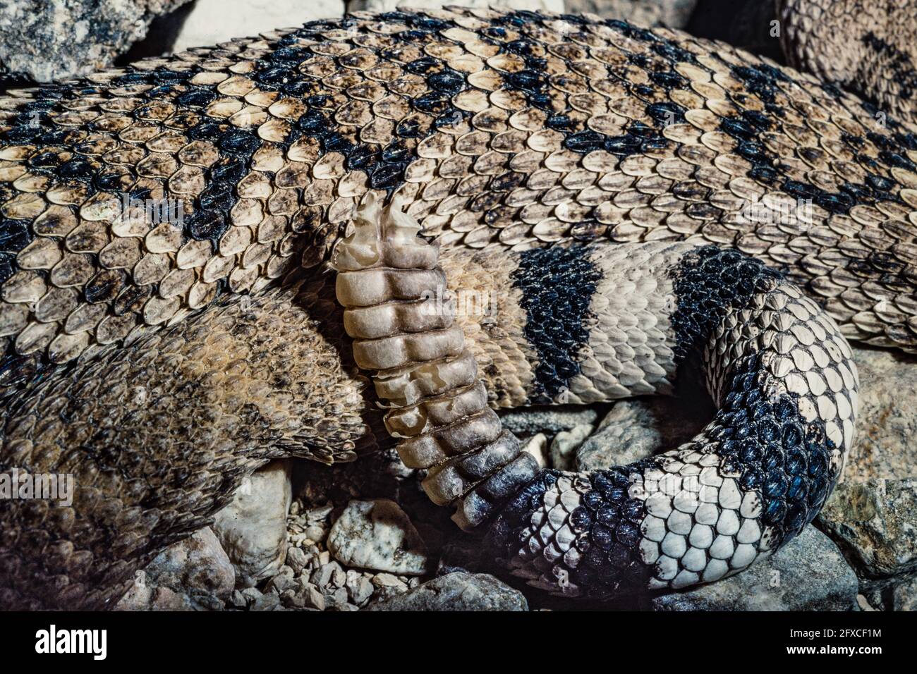 Detail der Rassel eines Western Diamondback Rattlesnake oder Texas Diamondback. Die Rassel besteht aus ineinandersteckenden Keratinringen. Stockfoto