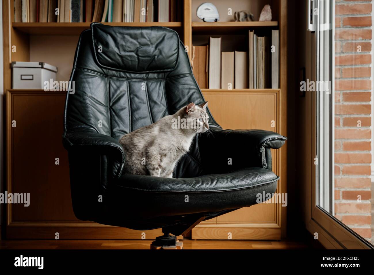 Die Katze schaut durch das Fenster, während sie zu Hause auf einem Stuhl sitzt Stockfoto