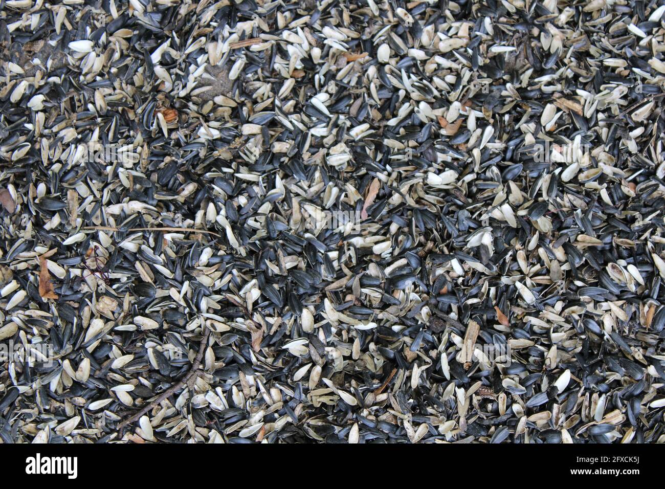 Leere Sonnenblumensamen, die unter einem Vogelfutterhaus verstreut sind Stockfoto