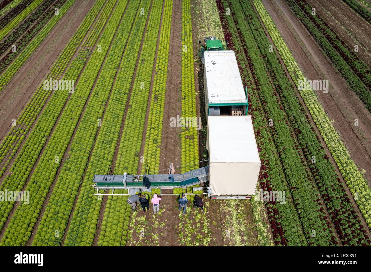 Ernte von Lollo Bianco Salat, Erntehelfer schneiden die Kopfsalat ab, reinigen sie und legen sie in Kisten, im Anhänger werden sie gewaschen und pac Stockfoto