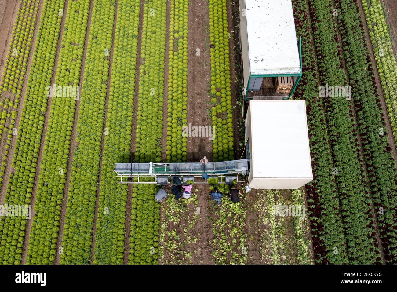 Ernte von Lollo Bianco Salat, Erntehelfer schneiden die Kopfsalat ab, reinigen sie und legen sie in Kisten, im Anhänger werden sie gewaschen und pac Stockfoto