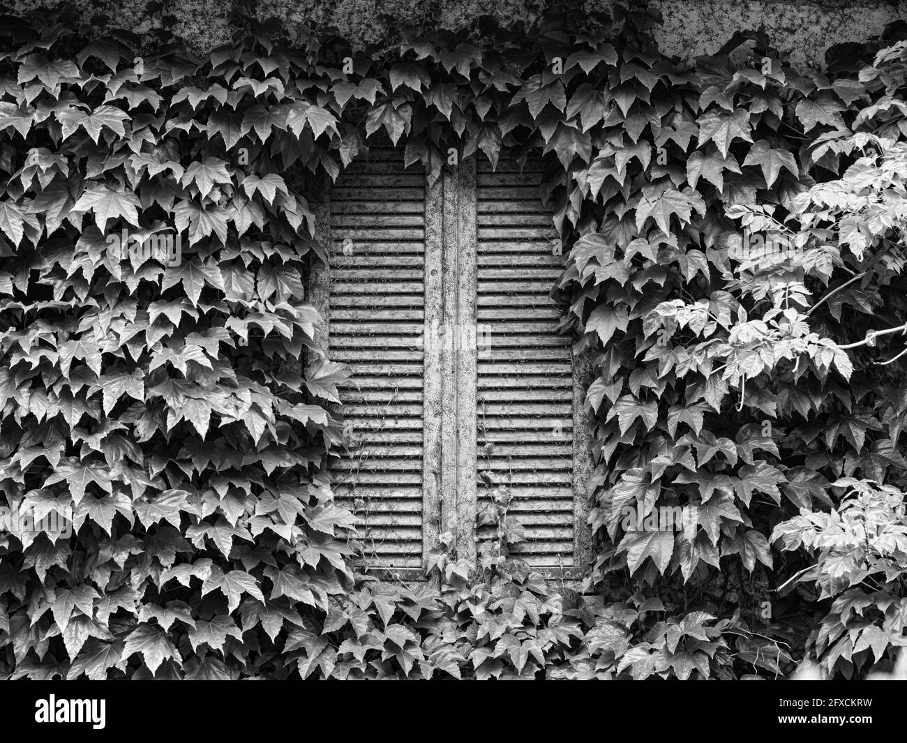 Altes Fenster an einer mit Efeu bedeckten Fassade Stockfoto