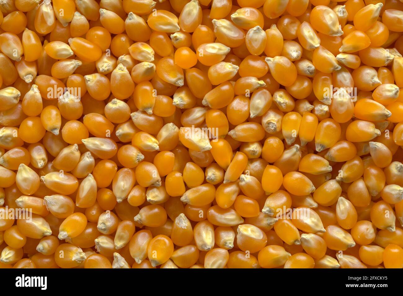 Stapel gelber Popcornsamen Hintergrundtextur. Stockfoto