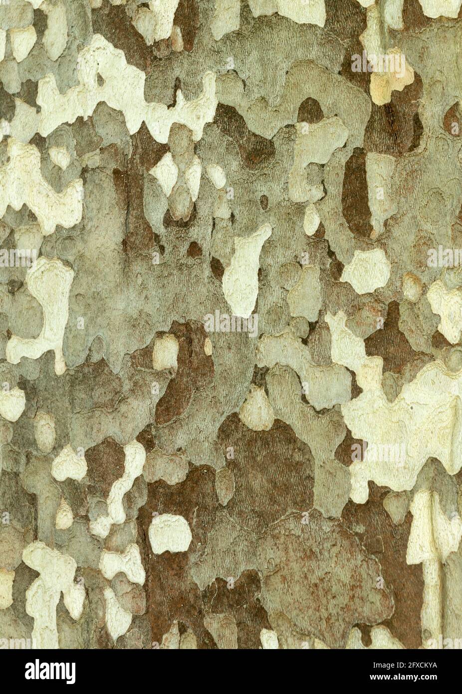 Platanus occidentalis oder American Sycamore Planetree Baumstamm Rindenstruktur Stockfoto